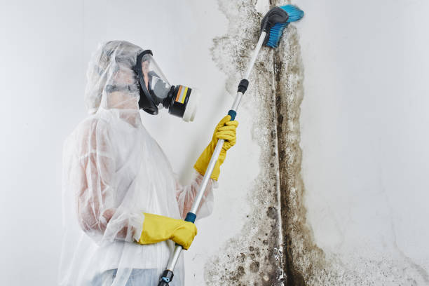 Best Residential Mold Remediation in Coloma, MI