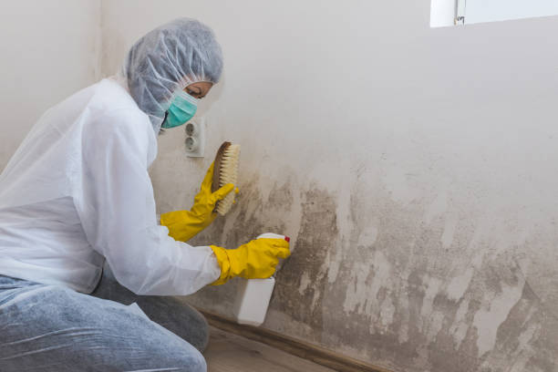 Best Commercial Mold Remediation in Coloma, MI