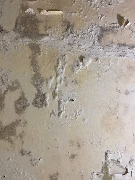 Reliable Coloma, MI Mold Remediation Solutions