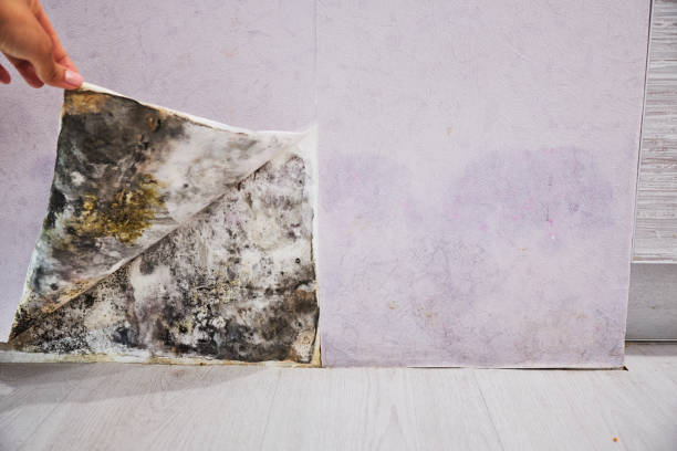 Best Industrial Mold Remediation in Coloma, MI